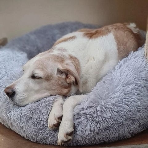 Calming Dog Cat Bed Soft Plush Round Pet Bed Raised Edge
